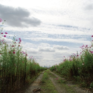 主机转化小鲤导航
