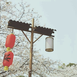 苗族一级特黄A大片
