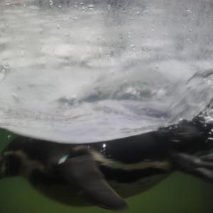 中国老富婆嫖鸭69XX
