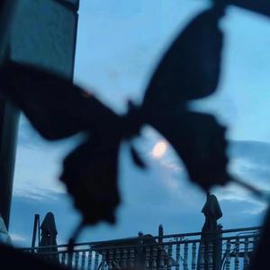 黑森林福利视频导航
