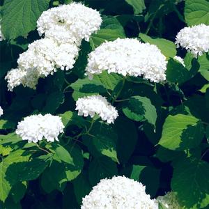 中国处女操逼疼嗷嗷哭视频
